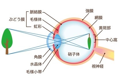 目の仕組みと白内障